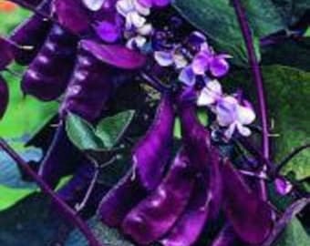 Hyacinth Bean Seed - Red Leaved Hyacinth Vine Flower Seeds - 100 Seeds