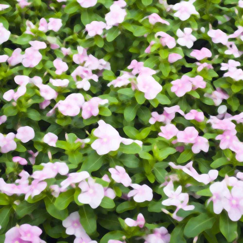 Drought Tolerant Periwinkle Vinca Rosea Pink Ground Cover Plant Seed