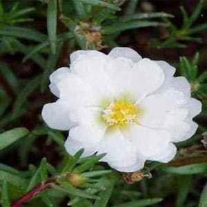 Moss Rose Seed - White Portulaca Grandiflora Ground Cover Seeds - 10000 Seeds