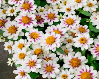 Zinnia Rose Starlight Flower Seeds - 50 Seeds