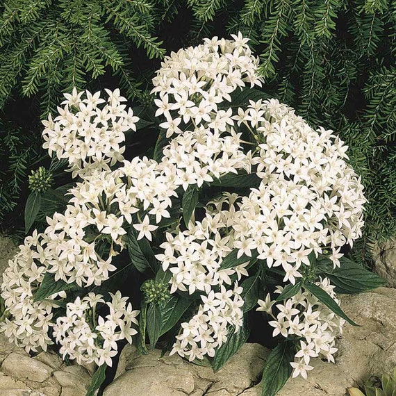 Pentas Seed - White Pentas Lanceeolata Flower Seeds - 25 Seeds - Etsy