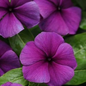 Drought Tolerant Blueberry Violet Purple Periwinkle Vinca Flower Seeds - 100 Seeds