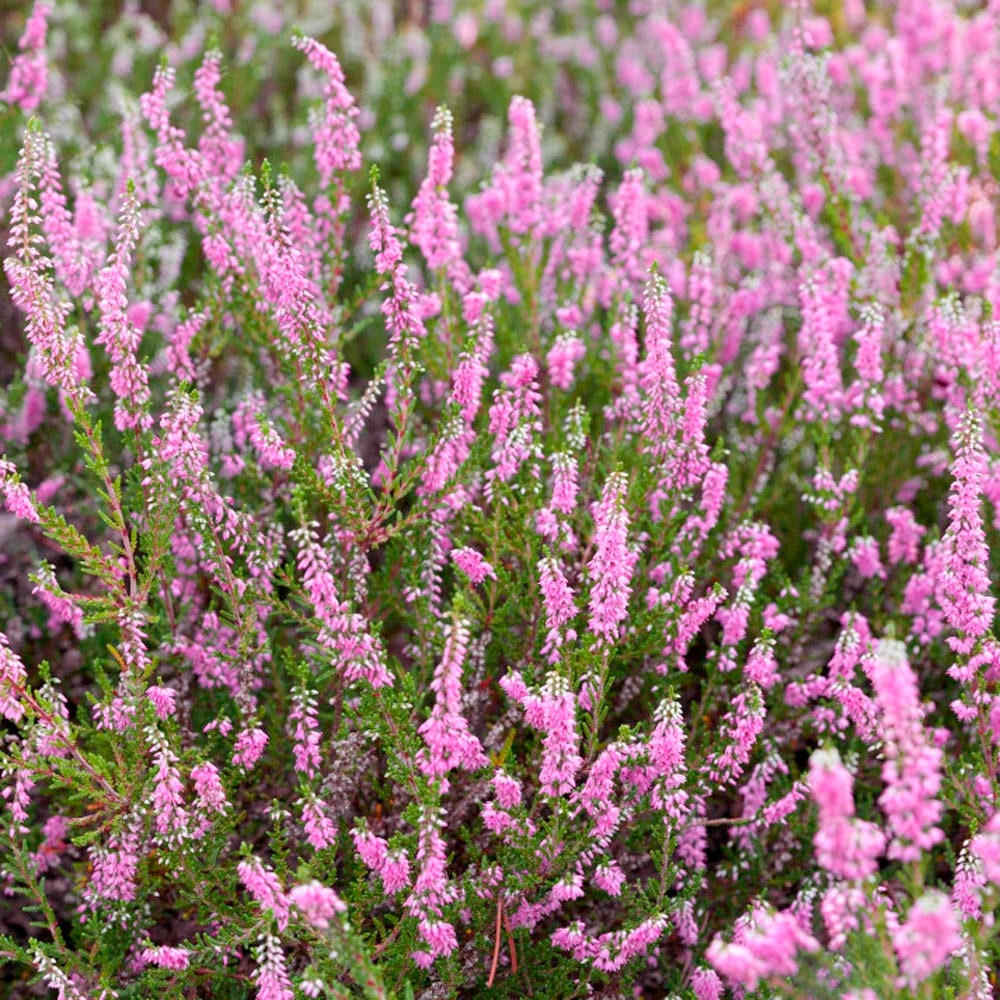 Bunch of heather flower (calluna vulgaris, erica, ling) on shabby