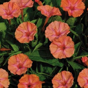 May include: Close-up of vibrant orange and pink four o'clock flowers. The petals have a delicate, ruffled appearance with darker pink veins radiating from the center. The flowers are surrounded by lush green leaves, creating a natural and colorful display.