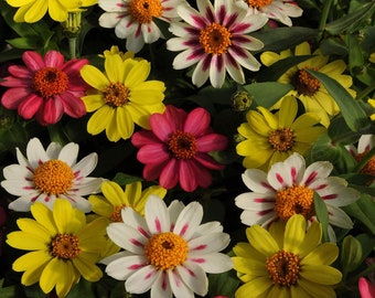 Zinnia Raspberry Lemonade Flower Seed Mix - 50 Seeds