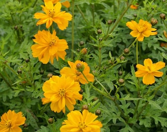 Sulfur Cosmos Seeds - Cosmos Sulphureus Gold Flower Seed - 2000 Seeds