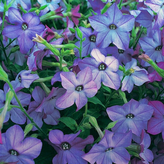 Nicotiana Flowering Tobacco Perfume Blue Flower Seeds - 200 Seeds