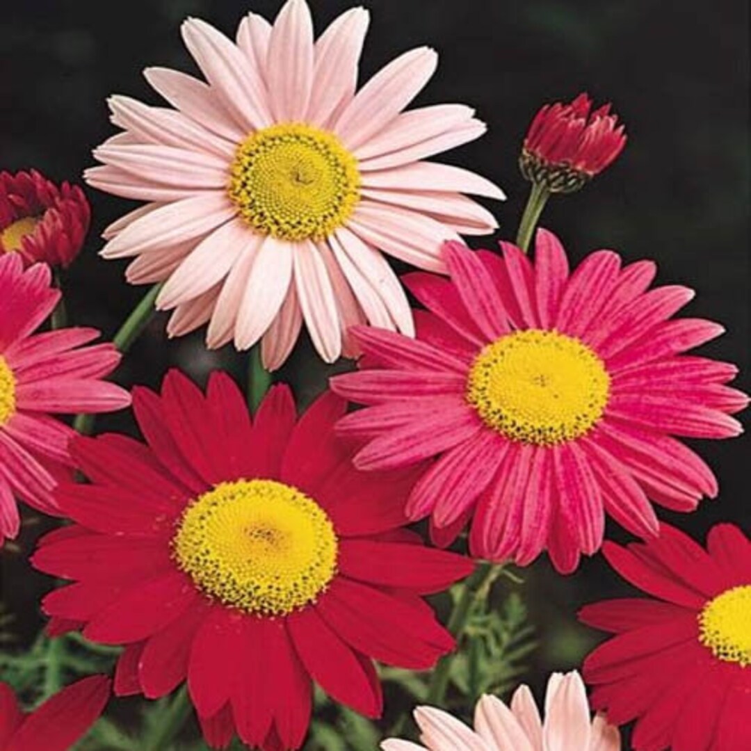 Chrysanthemum Seeds Pyrethrum Coccineum Robinson's Mix Flower Seed