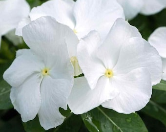 Periwinkle Seeds - Vinca Rosea White Ground Cover Seed - 4000 Seeds