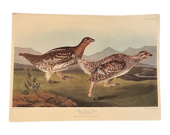 1837 ジョン オーデュボン 鋭い尾を持つライチョウ、テトラオ ファシアネルス No 77 プレート CCCLXXXII