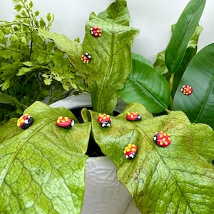 Puede incluir: Una planta en maceta con hojas grandes y verdes y follaje más pequeño en forma de helecho. Varias pequeñas decoraciones de mariquitas pintadas con detalles rojos, amarillos y negros se colocan en las hojas.