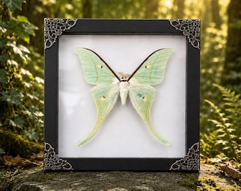 Real Actias Ningpoana Moth Specimen, Green Moon Moth Shadow Box, Gothic Nature Decor