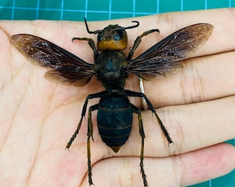 Ejemplar real de avispón gigante, taxidermia de avispón conservado, colección de insectos, exhibición de entomología.
