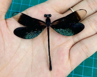 Ejemplar auténtico de libélula negra, taxidermia de libélula conservada, exhibición de insectos góticos, colección de rarezas.