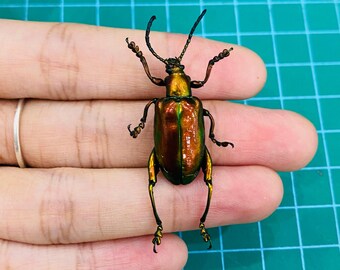 Real Green Sagra Longicollis Frog Beetle Taxidermy, Pinned Insect Entomology Display, Decor , Earring Arts, Jewellery Making