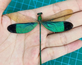 Ejemplar disecado de libélula verde, exhibición de insecto real, decoración de gabinete de curiosidades, regalo de coleccionista