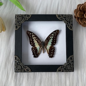 Real Butterfly Insect Framed Preserved Bug Wall Hanging Decor Collection Oddities and Curiosities Christmas Entomologist Gifts