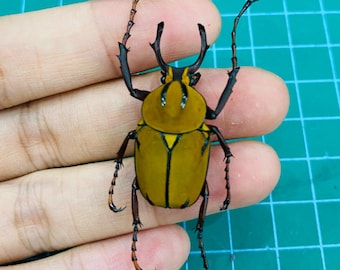 Escarabajo ciervo Wallichii disecado, exhibición de escarabajos conservados para entomología, venta al por mayor, exhibición de entomología, decoración, arte de pendientes