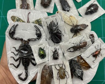 Bug Insect Specimens, Beetles, Scorpion, Butterfly, Dragonfly, Entomology Collection