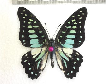 Mariposa real con alas abiertas/cerradas, taxidermia; polilla disecada para exhibición entomológica, decoración, creación de pendientes y joyería.