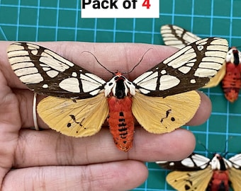 Areas Galactina Moth Specimens, Red Black Tiger Nature Decor (Pack of 4)