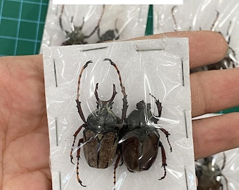 4 Wallichii Velvet Stag Beetle Specimens Male Female Unmounted Insect Taxidermy Beetle Bug Entomology Oddities Curiosities