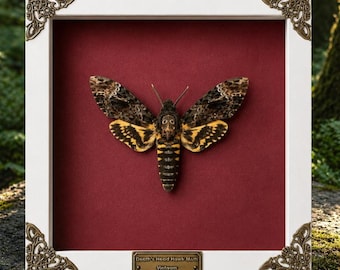 Framed Hawk Moth Specimen, Real Moth Taxidermy, Dark Academia Decor, Curiosity Cabinet Art