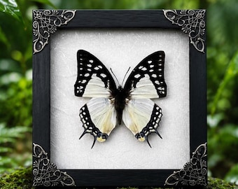 Mariposa Polyura eudamippus real enmarcada, mariposa, insecto, marco, taxidermia seca, arte de pared, regalos de mariposas, decoración curiosa