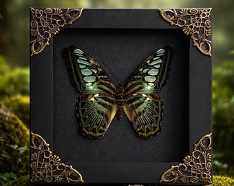 Mariposa Parthenos sylvia real enmarcada, mariposa, insecto, marco, taxidermia seca, arte de pared, regalos de mariposas, decoración curiosa