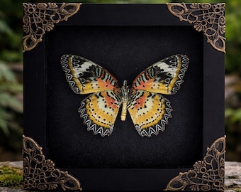 Real Framed Leopard Lacewing Butterfly, Butterfly Insect Frame Dried Taxidermy Taxadermy Wall Art Butterfly Gifts Curiosity Decor