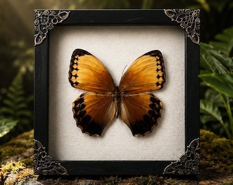 Mariposa reina de la jungla real en caja de sombra con las alas abiertas, taxidermia, Stichophthalma Louisa, exhibición de insectos, rarezas y curiosidades de la decoración gótica.