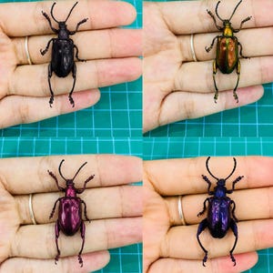 Sagra Longicollis Taxidermy, 4 COLORS, Frog Beetle Taxidermy, Pinned Insect Entomology Display, Decor , Earring Arts, Jewellery Making