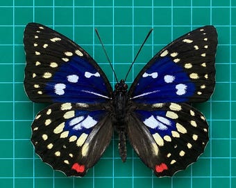 Real Sasakia Charonda Butterfly Taxidermy, Great Purple Emperor Butterfly Specimen, Preserved Blue Spotted Butterfly Display, Oddities Decor