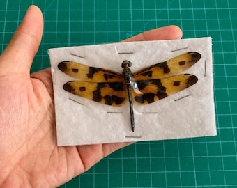 Paquete de 1/2/5 unidades de libélulas reales disecadas para taxidermia, ideales para exhibición entomológica, decoración, elaboración de pendientes y joyería.
