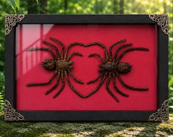 Framed TWO Real Spiders Heart Shape, Gothic Love Decor, Oddities Art, Entomology Display, Unique Anniversary Gift