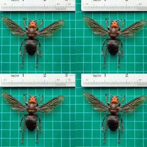 May include: Four Asian giant hornets, each with a ruler for scale. The hornets have orange heads and thoraxes, with dark brown and black abdomens. Their wings are translucent. The background is a green grid.