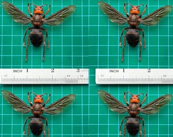 Paquete de 4 ejemplares reales de taxidermia de avispones gigantes, insectos secos conservados, escarabajos, mariposas y polillas para exhibición entomológica.