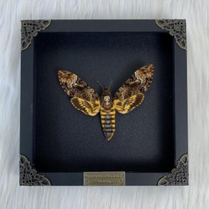 May include: A framed Death's Head Hawk Moth specimen with a black frame and ornate gold corners. The moth has brown, yellow, and black wings with a distinctive skull-like pattern on its thorax. The frame has a small brass plaque with the text "Death's Head Hawk Moth -  "Venom" ".