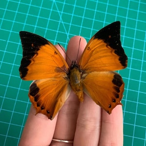 Real Orange Butterfly Specimen: Entomology Display, Jewelry Making