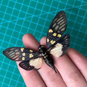 May include: A cicada insect with black and yellow markings on its wings and body. The wings have a detailed pattern, and the insect is resting on a hand against a green background. The cicada's body is black with yellow spots.