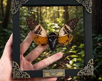 Colección de insectos cigarras enmarcadas, escarabajos disecados disecados, caja de exhibición real, marco para colgar en la pared, decoración para amantes de la entomología