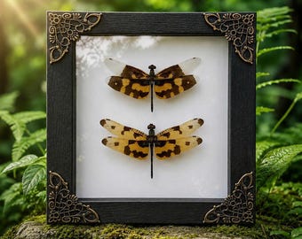 Real Variegated Dragonfly Pair, Gothic Insect Frame, Entomology Wall Decor, Curiosity Cabinet
