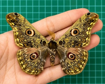 Real Caligula Anna Moth Specimen, Saturnia Anna Moth, Preserved Giant Silk Moth, Eye Spot Moth, Entomology Collection