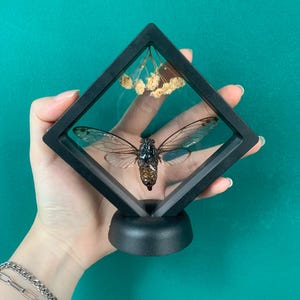 Puede incluir: Una vitrina de cristal transparente con marco y base negros, que muestra un insecto cigarra preservado con alas translúcidas. Flores blancas secas se muestran sobre el insecto.