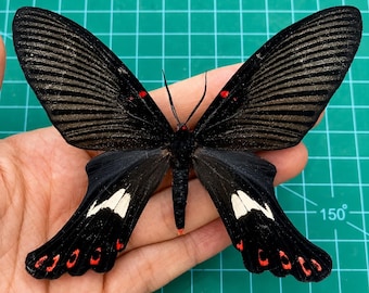 Real Papilio Rumanzovia Butterfly Taxidermy, Preserved Epicopeia Polydora Butterfly Display, Gothic Oddities Decor, Entomology Gift