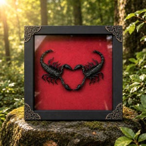Real Scorpion Heart Anniversary Frame, Scorpions Heart Shape Taxidermy, Gothic Wedding anniversary Gift, Oddity Valentine Art