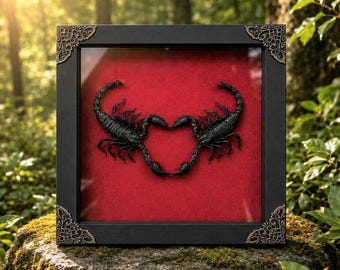 Real Scorpion Heart Anniversary Frame, Scorpions Heart Shape Taxidermy, Gothic Wedding anniversary Gift, Oddity Valentine Art