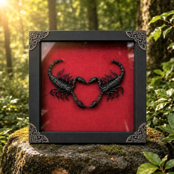 Real Scorpion Heart Anniversary Frame, Scorpions Heart Shape Taxidermy, Gothic Wedding anniversary Gift, Oddity Valentine Art