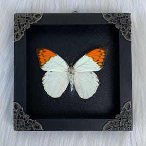 May include: A white butterfly with orange wing tips is displayed in a black frame with ornate silver corners. The butterfly is mounted on a black background.