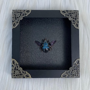 Real Bee Insect Frame Dried Beetle Black Shadow Box Bug Preserved Glass Wall Hanging Decor Collection Christmas Entomologist Gifts